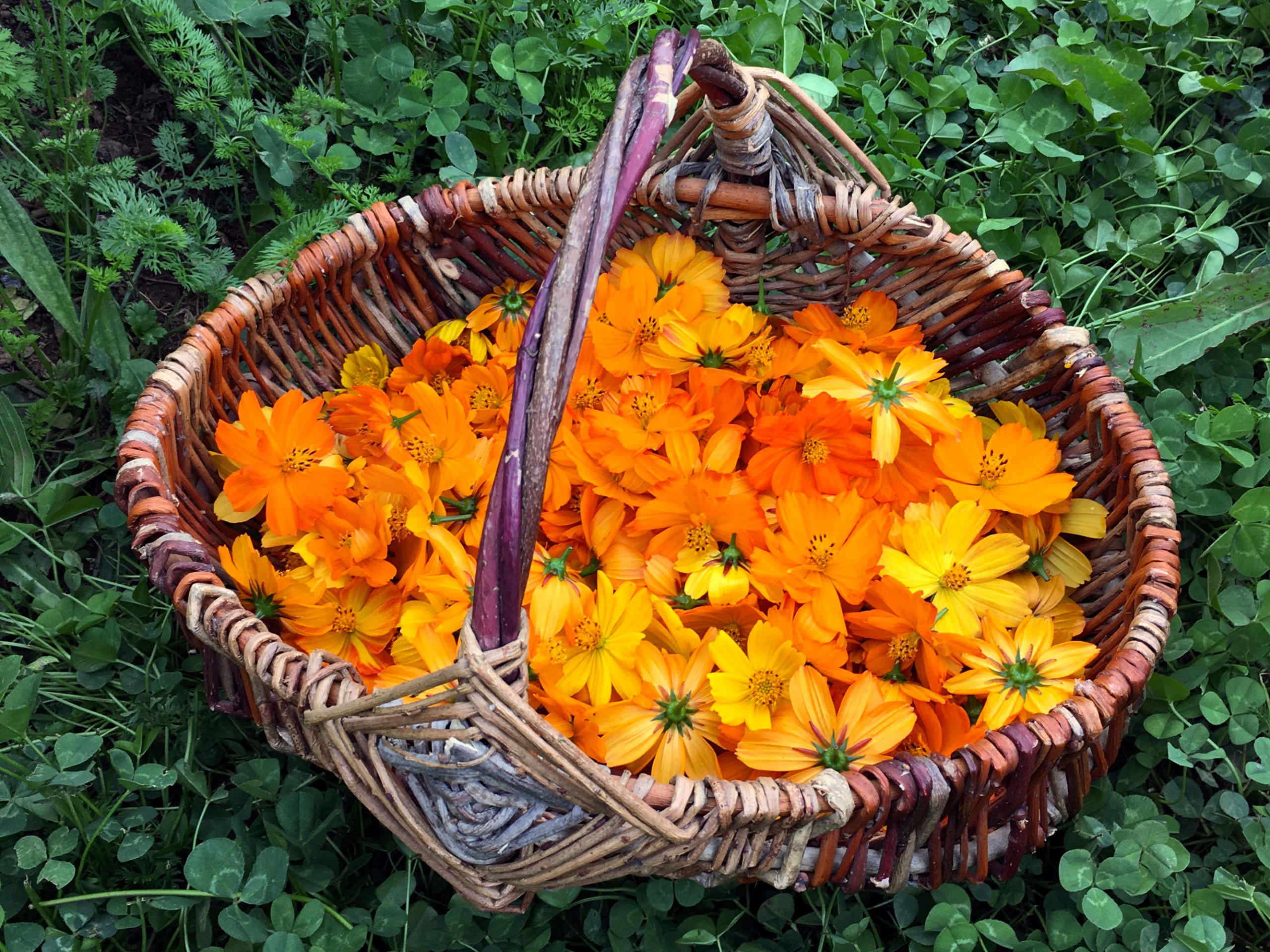 Natural Dyes - Sulfur Cosmos - Pressed Flowers – The Yarn Tree - fiber,  yarn and natural dyes